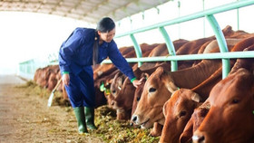 Hoàng Anh Gia Lai "oằn mình" trả lãi vay, ngân hàng cũng khóc