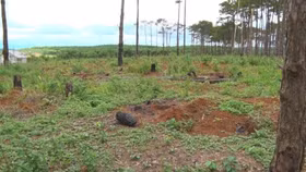 Chuyển mục đích sử dụng đất tại 2 tỉnh