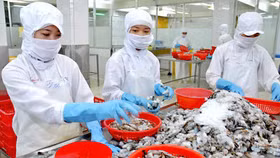Tôm xuất vào Hàn Quốc phải chỉ định kiểm dịch từ 1/4