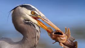 Vì sao Vinaconex 3 chi 200 tỷ để mua một doanh nghiệp thua lỗ triền miên?