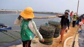 Doanh nghiệp FDI bức tử người nuôi tôm