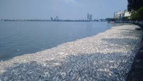 Vụ cá chết tại Hồ Tây: Thủ tướng yêu cầu sớm làm rõ nguyên nhân