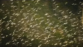 Vẻ đẹp thần thoại của Ninh Bình trong các tác phẩm điện ảnh