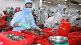 Cảnh báo lừa đảo trong giao dịch xuất khẩu thủy sản