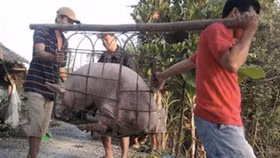 Thương lái Trung Quốc lại đẩy giá rồi lặn mất