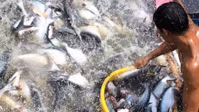 Danh sách 139 doanh nghiệp bị thu hồi sản phẩm phục vụ nuôi trồng thủy sản