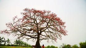 Những nẻo đường hoa Hà Nội....