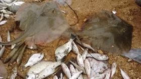 Thêm những mẫu hải sản nhiễm độc