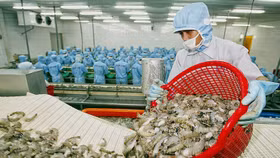 EU nghi ngờ tôm từ Việt Nam có xuất xứ Ấn Độ
