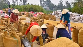 FAO: Giá lương, thực phẩm thế giới tăng cao nhất trong 2 năm