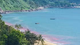 Vệt nước màu đỏ ven biển Đà Nẵng là trứng ruốc