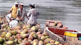 Trung Quốc ồ ạt mua dừa, nhà máy ngưng hoạt động