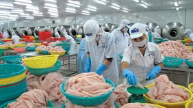 “Vua cá tra” Hùng Vương thua lỗ: Nặng gánh nợ 13 nghìn tỷ