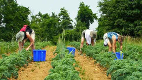 Mô hình trang trại cộng đồng giúp người Mỹ giải bài toán thực phẩm sạch