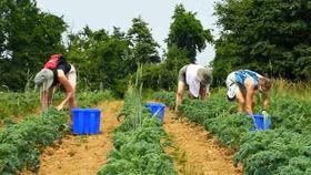 Mô hình trang trại cộng đồng giúp người Mỹ giải bài toán thực phẩm sạch