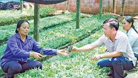 Cựu chiến binh Nguyễn Hữu Khích góp sức xây dựng quê hương