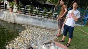 Đà Nẵng: Cá chết hàng loạt chưa rõ nguyên nhân tại công viên 23 – 9