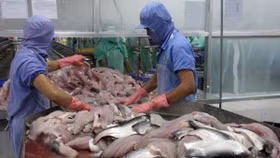 Cá da trơn Việt Nam đạt tiêu chuẩn kiểm soát chất lượng của Mỹ