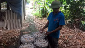 Những mánh lừa trứng gà Ai Cập thành trứng gà ta xịn