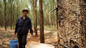 Tập đoàn cao su Việt Nam chào bán hơn 475 triệu cổ phiếu