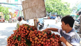 Tràn lan vải thiều Lục Ngạn “dởm”