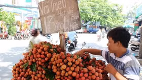Tràn lan vải thiều Lục Ngạn “dởm”