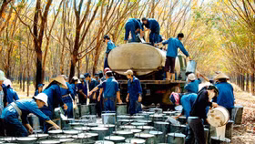 Cao Su Phước Hoà “khiêm tốn” lợi nhuận, nhóm cổ phiếu cao su tăng tốc