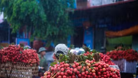 Giá vải Thiều Bắc Giang cao nhất trong 60 năm