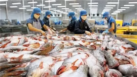 Vua cá tra Hùng Vương bất ngờ lỗ 49 tỷ đồng sau kiểm toán