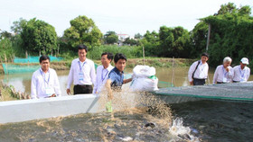 Kiểm soát chặt cá tra, ba sa xuất khẩu sang Hoa Kỳ