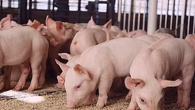 Giá lợn hơi ngày 3/7: Ổn định ở mức giá cao nhất 64.000 đồng/kg