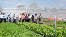 TP.HCM triển khai đề án phát triển nông nghiệp hữu cơ