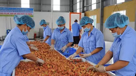 Xoay chuyển tình thế tiêu thụ nông sản tới vụ giữa tâm dịch Covid-19