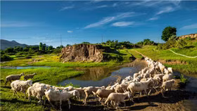 Ninh Thuận ra mắt ứng dụng du lịch thông minh