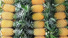 Doanh nghiệp Việt cần lưu ý những gì khi xuất khẩu dứa sang thị trường châu Âu?