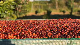 2 tháng đầu năm, kim ngạch xuất khẩu nông sản giảm 2,8% vì dịch Covid-19