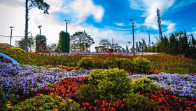 Đà Lạt lọt top 5 điểm đến ngắm hoa được yêu thích nhất thế giới