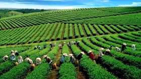 Đến năm 2030, sẽ có trên 5.000 HTX ứng dụng công nghệ cao