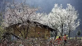 Lễ hội Hoa Ban sẽ diễn ra vào tháng 3/2021