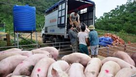 Giá lợn hơi ngày 24/6: Đứng im trong vùng 60.000 đồng/kg