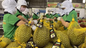 Xuất khẩu nông sản: Khi rủi ro “to" hơn cơ hội