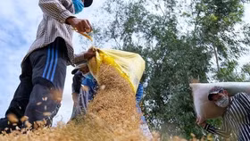 Lệnh cấm xuất khẩu gạo của Ấn Độ có thể khiến giá gạo cao nhất thập kỷ