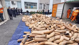 Hải quan Hải Phòng bắt giữ khoảng 7 tấn ngà voi nhập lậu, lớn nhất từ trước đến nay