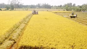 Chính Phủ đồng ý chuyển mục đích sử dụng đất trồng lúa tại 3 tỉnh Thái Nguyên, Hải Dương, Long An