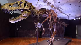 Chiêm ngưỡng hoá thạch khủng long đắt giá nhất trên thế giới