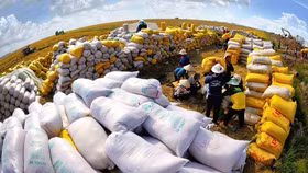 Trong tháng 11, Việt Nam xuất khẩu gần 590.000 tấn gạo