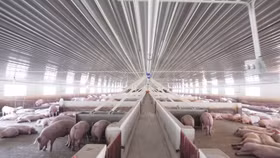 Thaiholdings rót 600 tỷ vào ngành chăn nuôi lợn