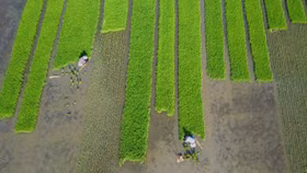 Khủng hoảng lương thực châu Á: Cần tới 800 tỷ USD và 10 năm để giải quyết