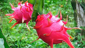 Từ 3/7/2022 bún, miến, phở xuất khẩu sang EU không cần bổ sung giấy Chứng nhận ATTP