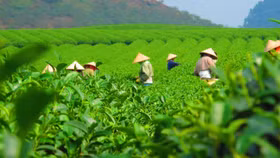 Năm 2022, xuất khẩu chè đạt 237 triệu USD, tăng 10,7%